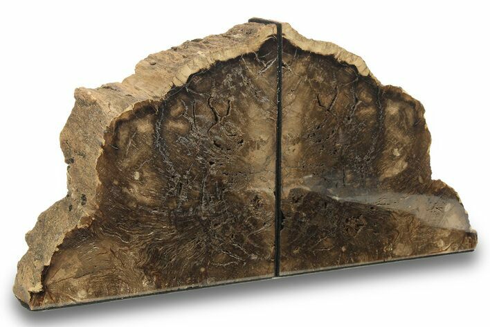 Wide Petrified Wood Bookends - McDermitt, Oregon #271129